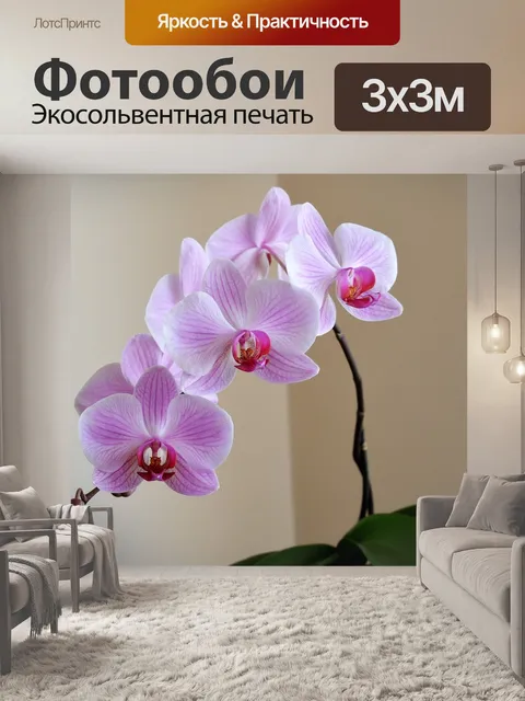 Фотообои Орхидея