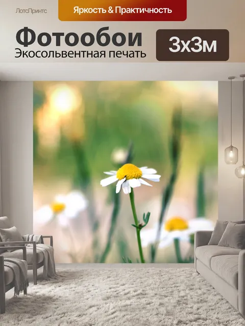 Фотообои Ромашка цветок цвести природа