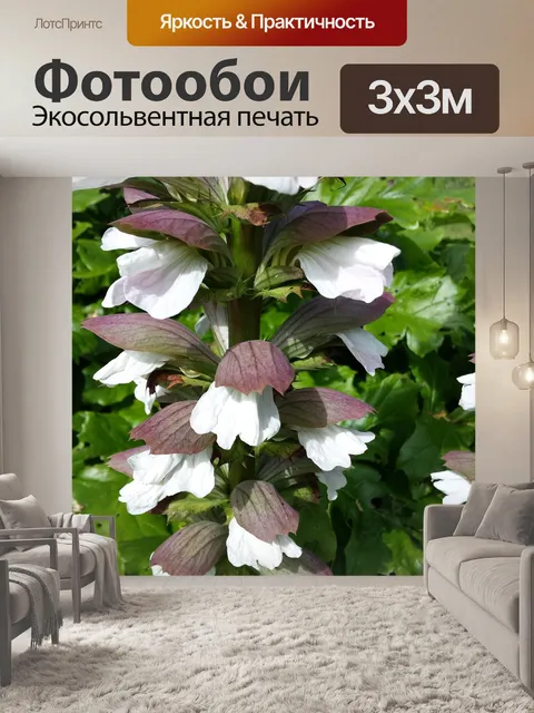 Фотообои Акант