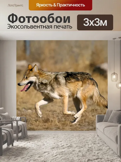 Фотообои Мексиканская Серый Волк