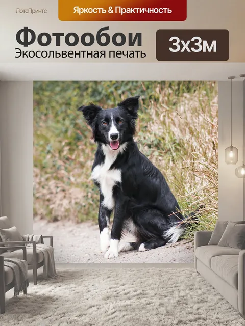 Фотообои Бордер-колли