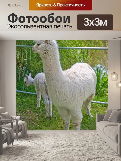 Фотообои Белый Альпака с молодыми