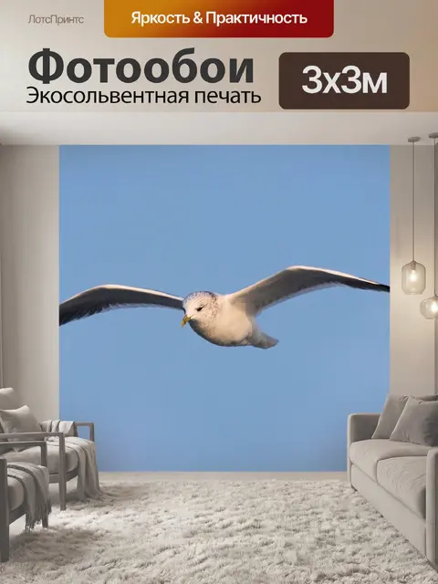 Фотообои Чайка