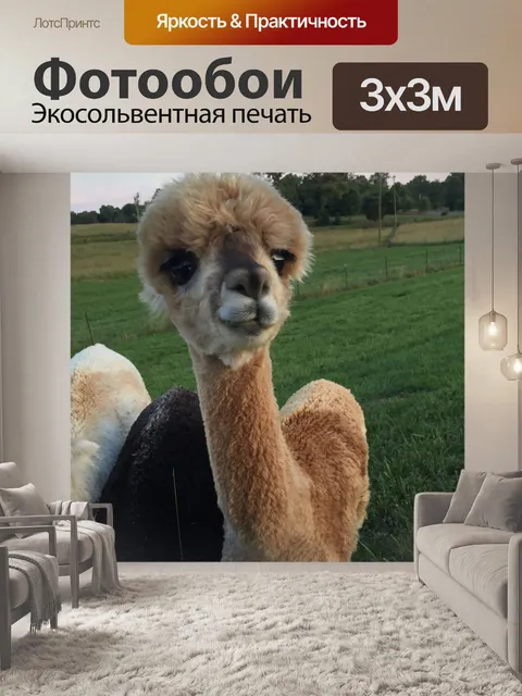 Фотообои Альпака Даньин Зак