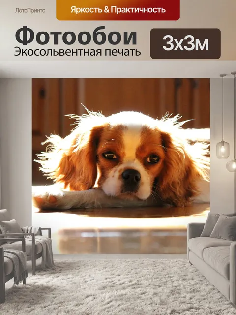 Фотообои Кавалер