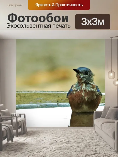 Фотообои Молодая синяя птица в птичьей ванне круп