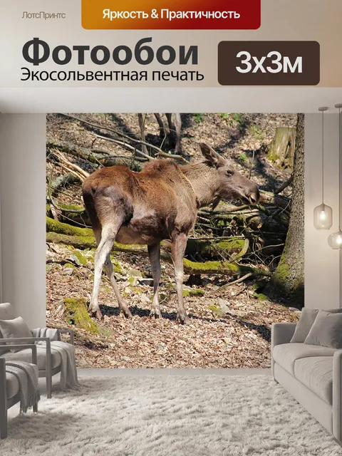 Фотообои Молодой лось