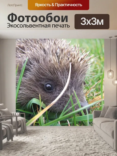 Фотообои Из