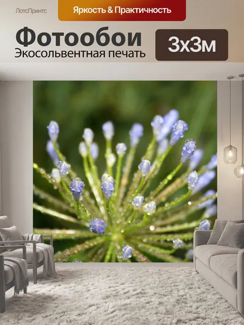 Фотообои Капли на синих Agapanthus почек