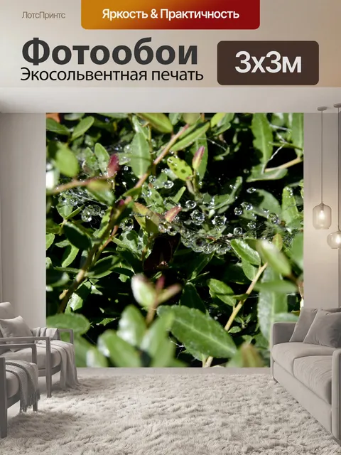 Фотообои Капли воды