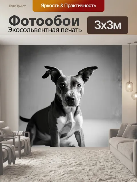 Фотообои минималистическое изображение собаки элизабет в стиле монохромной фотографии