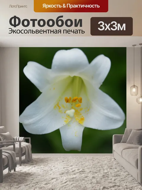 Фотообои Белая лилия