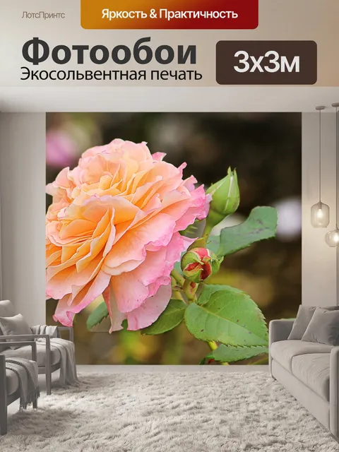 Фотообои Роза