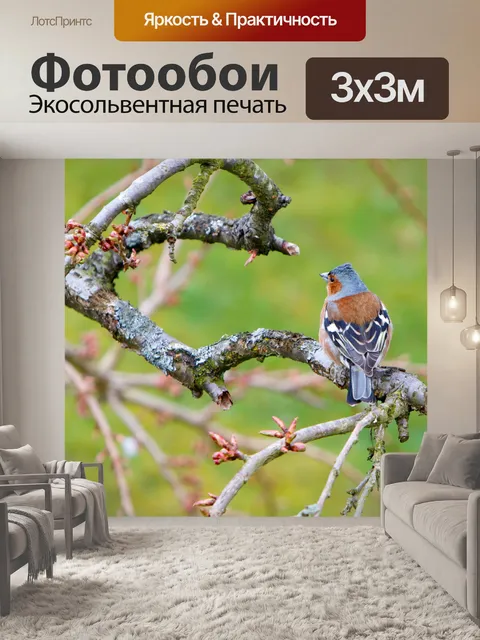 Фотообои Птица, Зяблик
