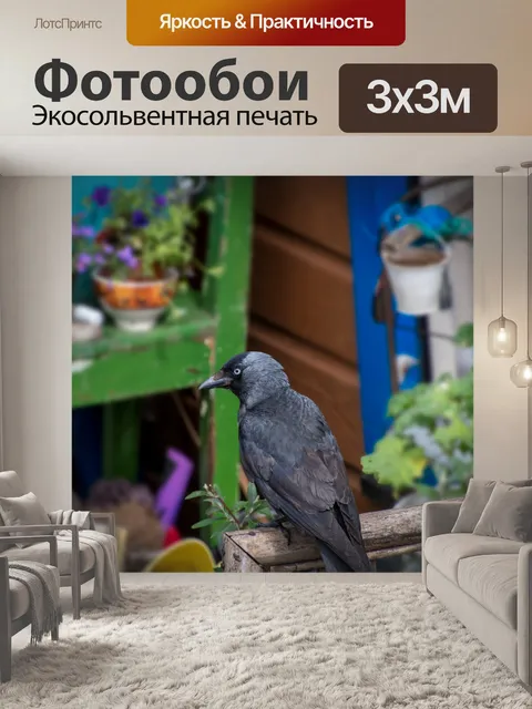 Фотообои Галка, черная птица