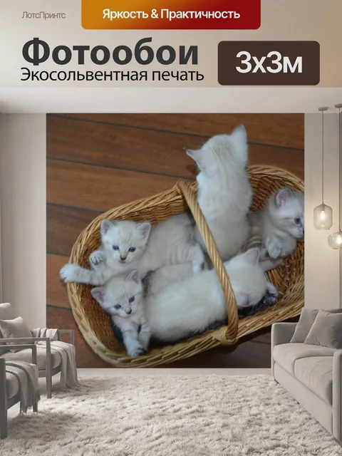 Фотообои Котята, кошки, природа