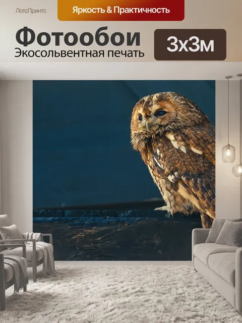 Фотообои Неясыть