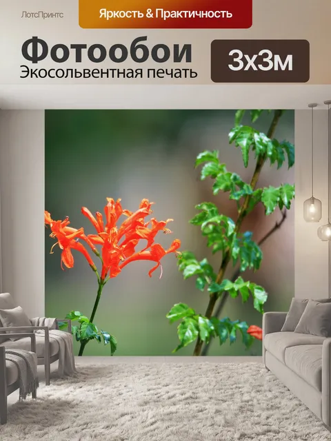Фотообои оранжевый жимолость лианы