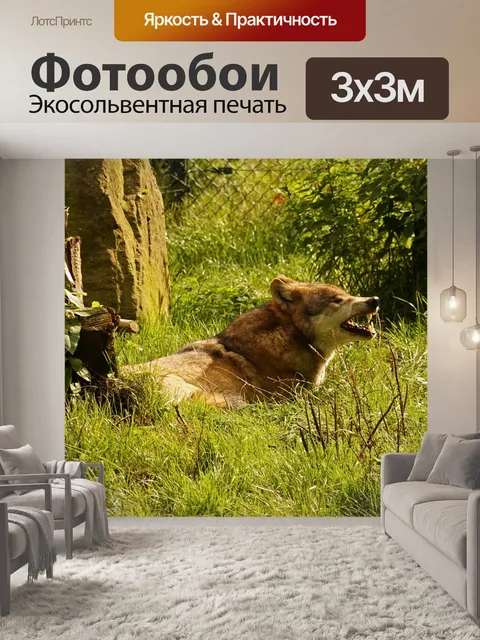 Фотообои Волк