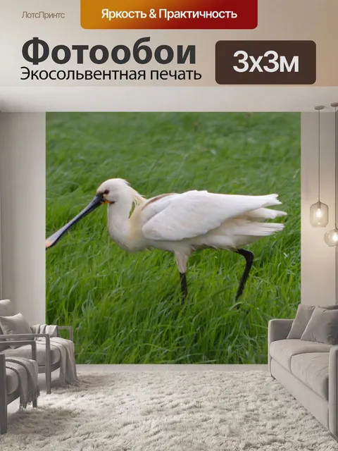 Фотообои Белый Колпица 3