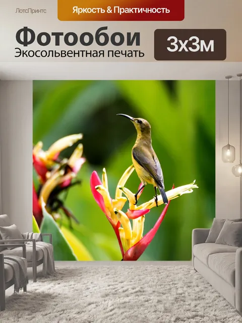 Фотообои Самка солнечной птицы с оливковой спиной