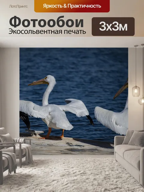 Фотообои Два белых пеликана