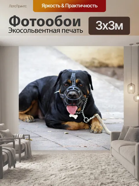 Фотообои Морда
