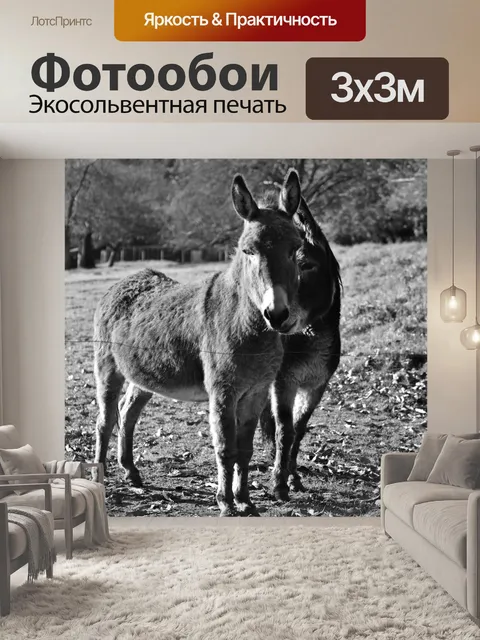 Фотообои Пара ослов