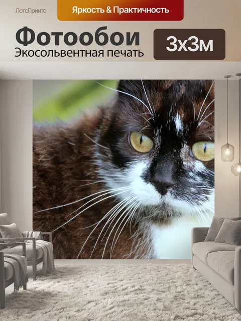 Фотообои Кот