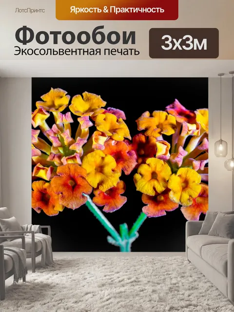 Фотообои Кабриолет роза