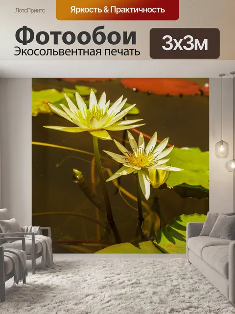 Фотообои Красивый цветок лотоса кувшинки