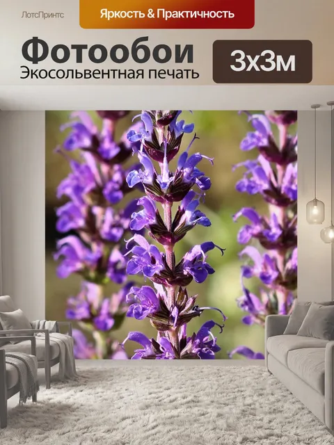 Фотообои Голубые цветы Сальвии крупным планом