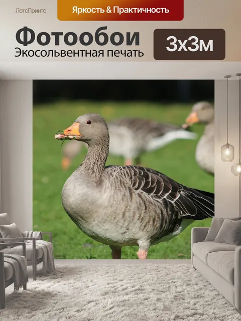 Фотообои Птица