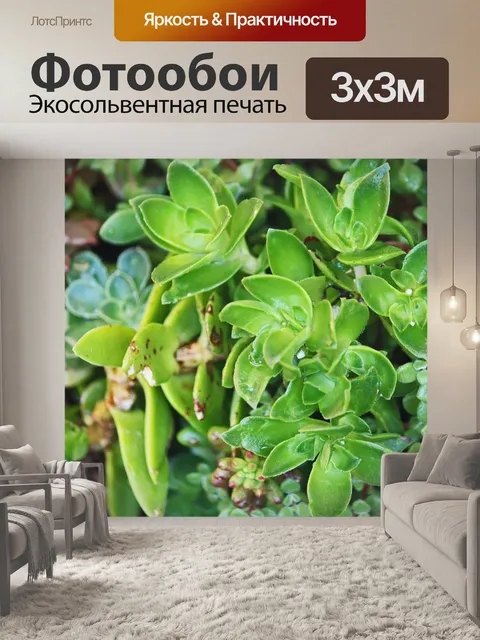 Фотообои капли воды на листьях суккулентов