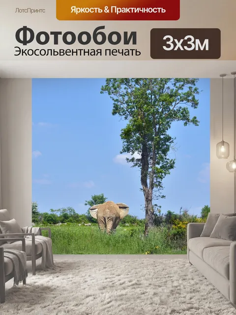 Фотообои Слон