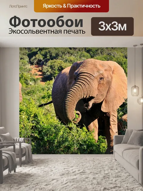 Фотообои Слон