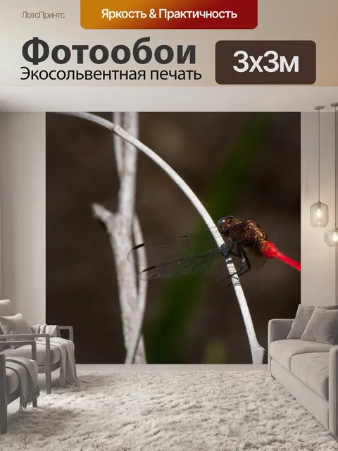 Фотообои Насекомое