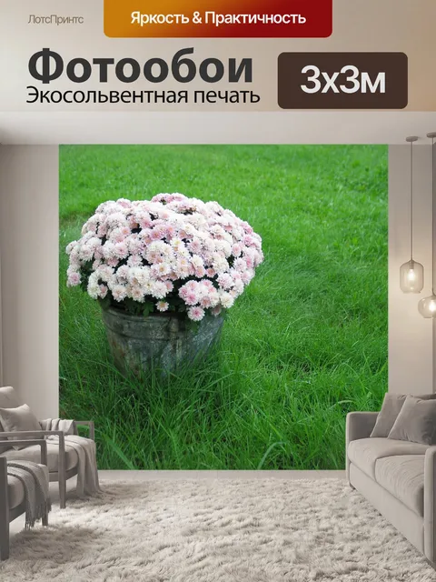 Фотообои Розовые хризантемы