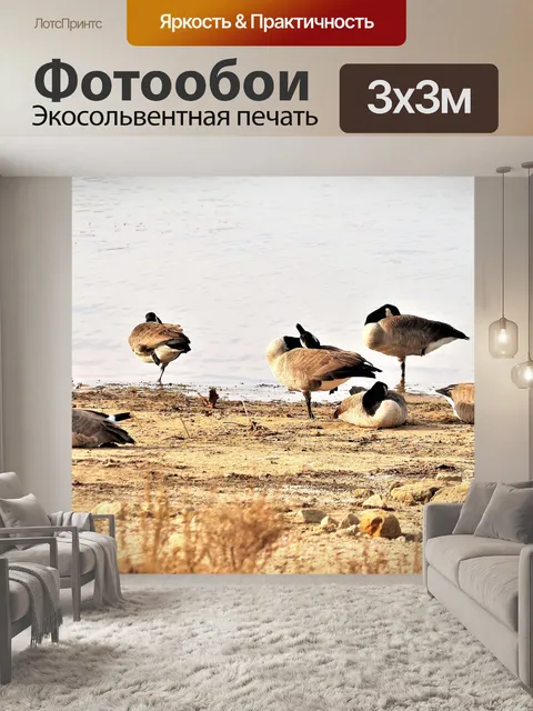 Фотообои Три гусины балерины