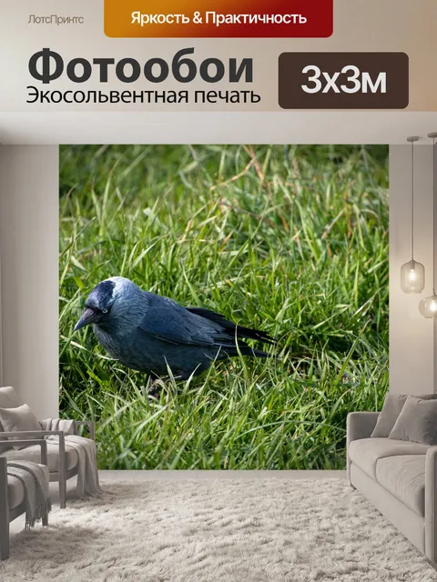 Фотообои Галка, черная птица