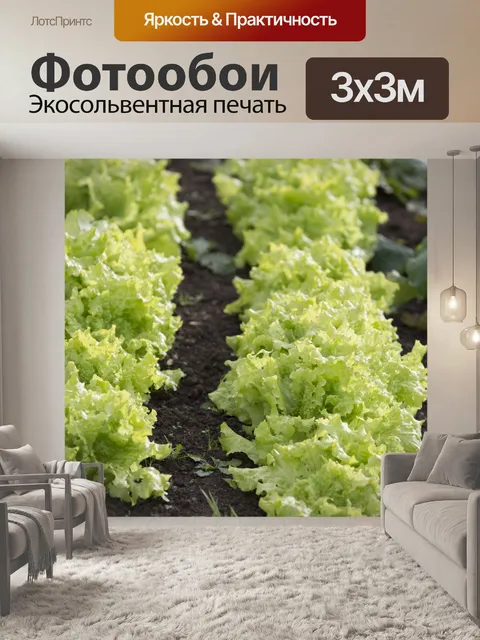 Фотообои Посадка Салат Сада