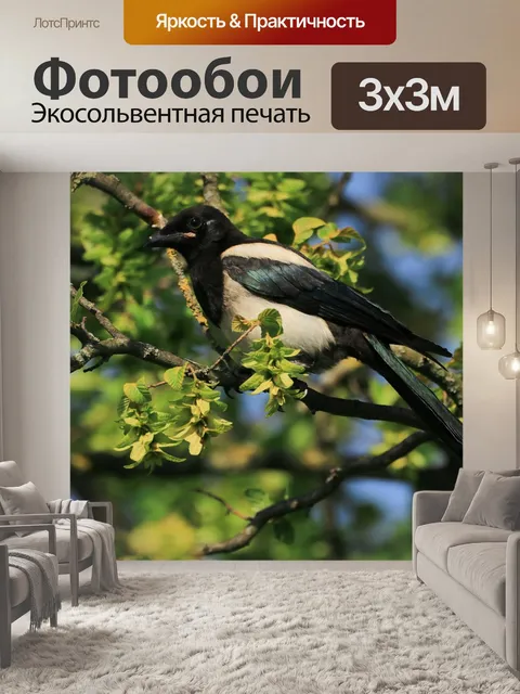 Фотообои Сорока