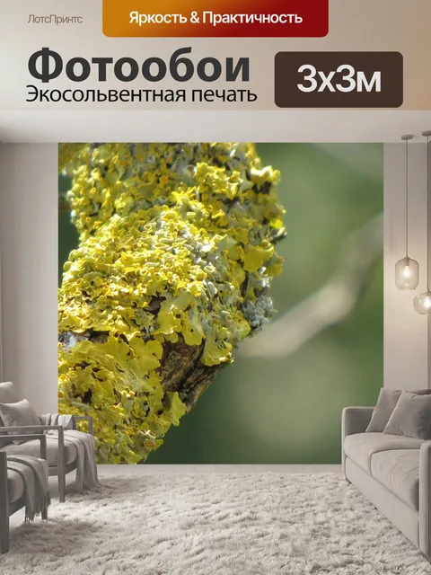 Фотообои Лишайник