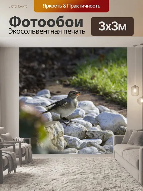 Фотообои Домовый воробей