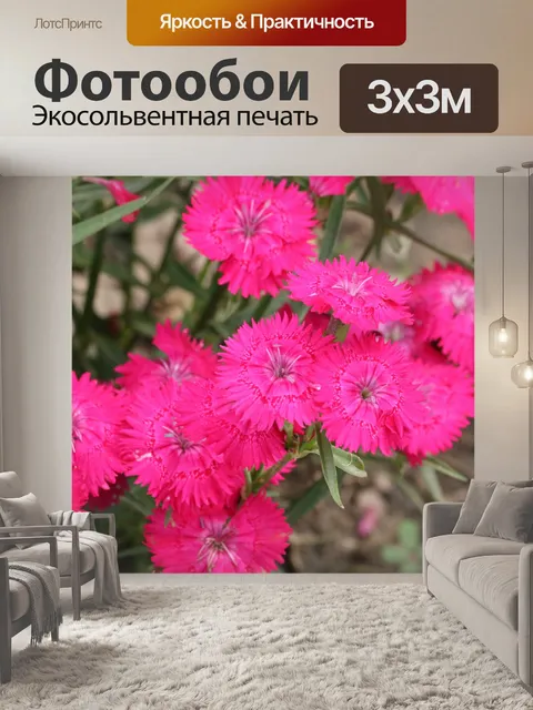 Фотообои Розовая гвоздика крупным планом