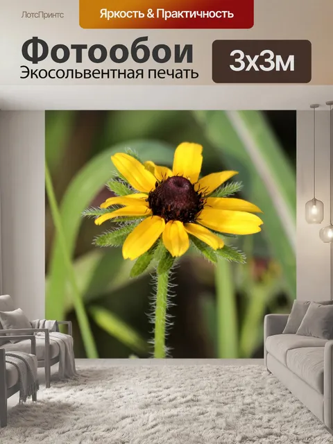 Фотообои Черноглазая Susan Wildflower