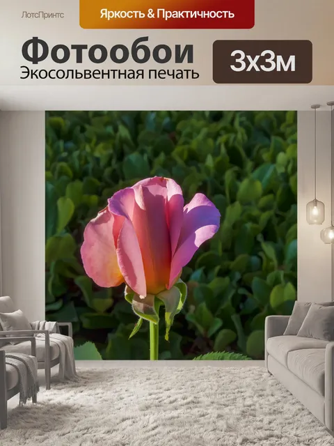 Фотообои Розовый бутон розы