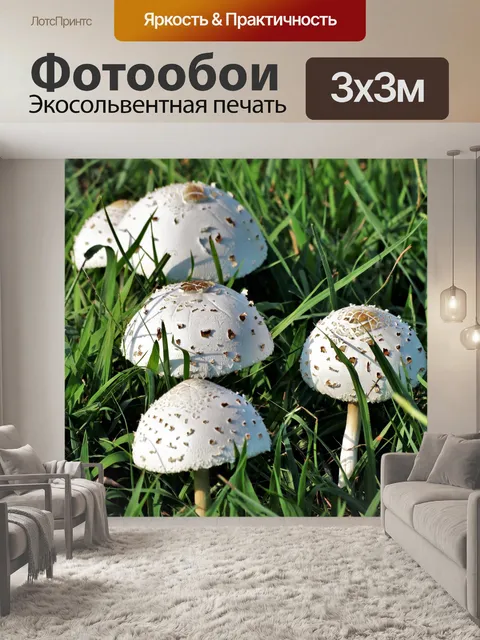 Фотообои Белые грибы Аманиты в траве
