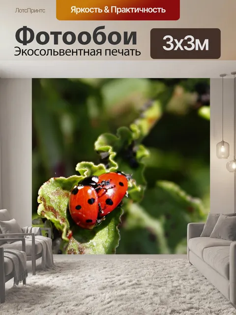 Фотообои Божья коровка любовь