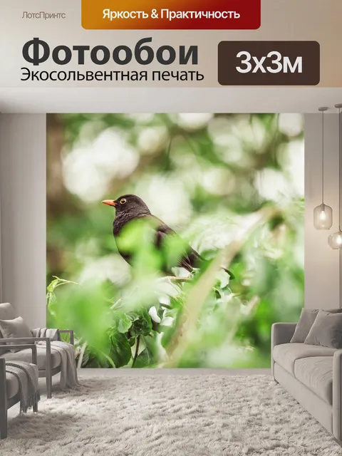 Фотообои Черный дрозд